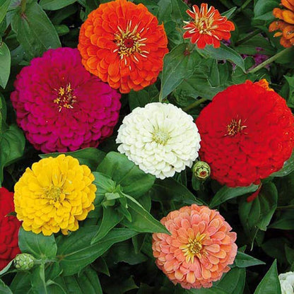 8864
